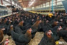 Ataks Tavuk Fiyatları ve Ataks Özellikleri