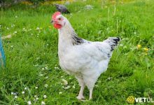 Sussex Tavuk Fiyatları ve Özellikleri