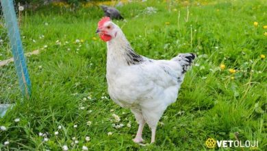 Sussex Tavuk Fiyatları ve Özellikleri