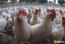Tinted Tavuk Fiyatları ve Tinted Özellikleri