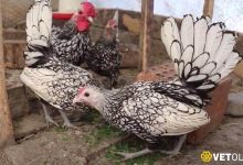 Zibrit Tavuk Fiyatları ve Zibrit Özellikleri
